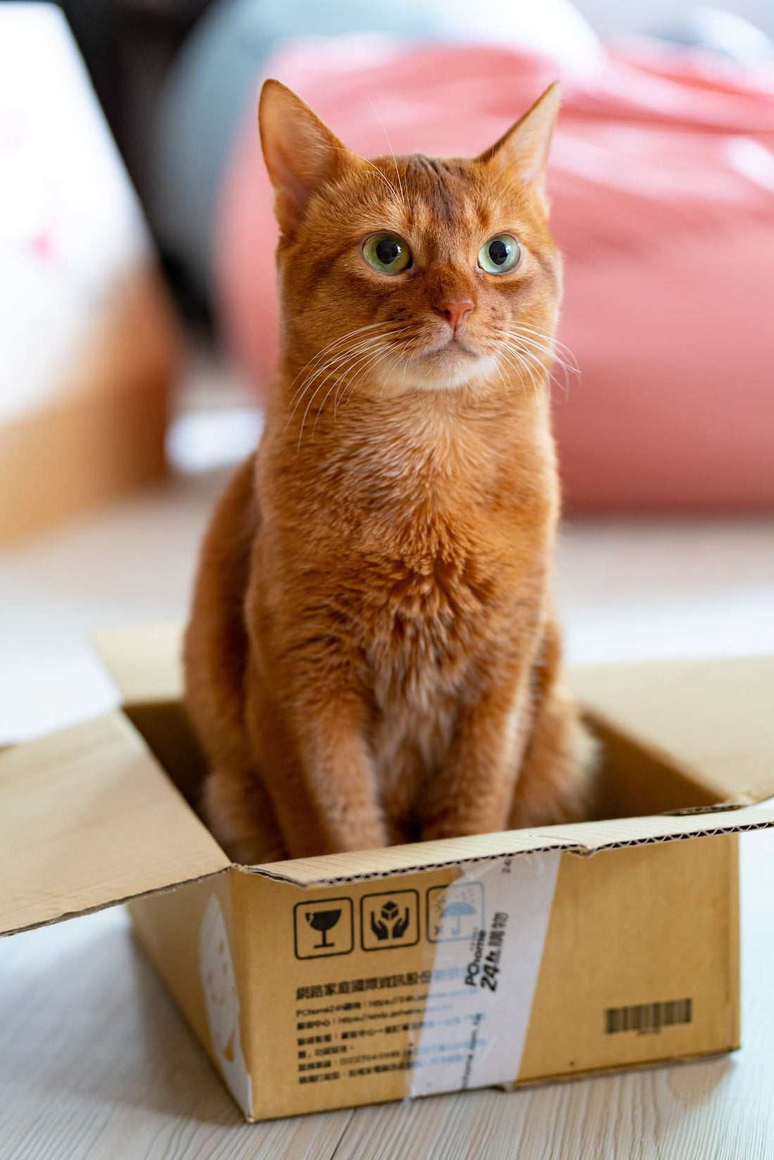 petit chat bien installé dans sont carton