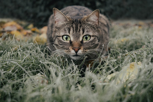 Comment calmer un chat