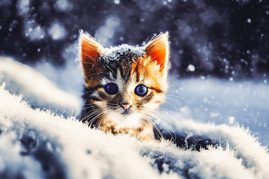 Comment savoir si un chat a froid