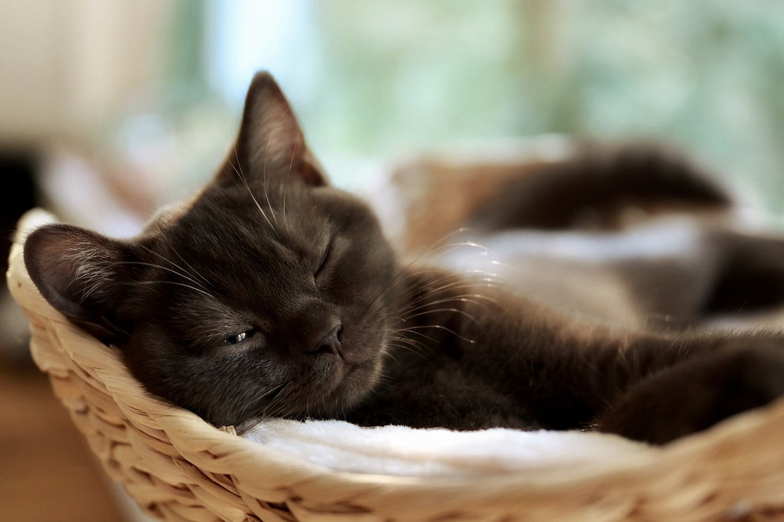 Le ronron d'un chat a-t-il des vertus thérapeutiques ?