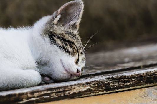 Combien de temps dort un chat