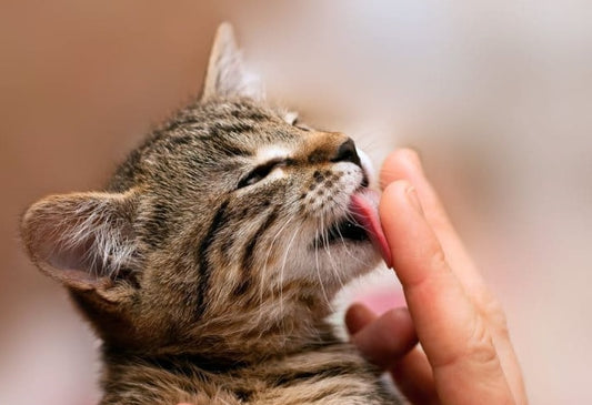 Pourquoi mon chat me lèche