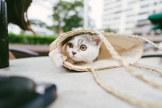 Chat voyageant dans un sac